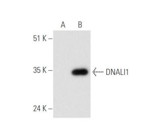 DNALI1 Antibody (G-12) - Western Blotting - Image 333374