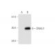 DNALI1 Antibody (G-12) - Western Blotting - Image 333374