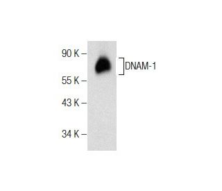 DNAM-1 Antibody (D-11) - Western Blotting - Image 158446 