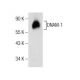 DNAM-1 Antibody (D-11) - Western Blotting - Image 158446 