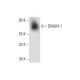 DNAM-1 Antibody (D-11) - Western Blotting - Image 301277