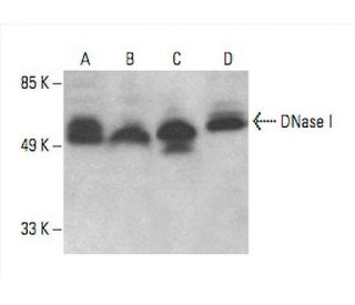 DNase I Antibody (B-4) - Western Blotting - Image 393071 