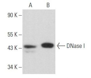 DNase I Antibody (D-1) - Western Blotting - Image 357201 