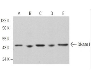 DNase I Antibody (D-1) - Western Blotting - Image 362309 