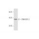 DNASE1L1 Antibody (KK-M3) - Western Blotting - Image 57030 