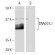 DNASE1L1 Antibody (KK-M3) - Western Blotting - Image 64916