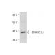 DNASE1L1 Antibody (KK-M3) - Western Blotting - Image 308271 