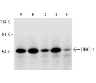 DNCLI1 Antibody (H-7) - Western Blotting - Image 314039 