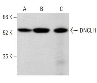 DNCLI1 Antibody (H-7) - Western Blotting - Image 379586