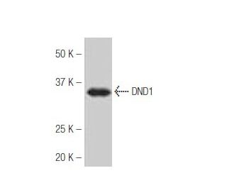 DND1 Antibody (X22) - Western Blotting - Image 53993 