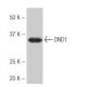 DND1 Antibody (X22) - Western Blotting - Image 53993 