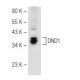 DND1 Antibody (X22) - Western Blotting - Image 82232