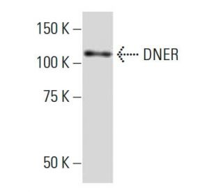 DNER Antibody (YY-7) - Western Blotting - Image 33679