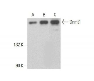 western blotting image from recommended Dnmt1 (H-12) monoclonal antibody replacement. Image 353162