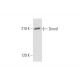 Dnmt1 Antibody (D-9) - Western Blotting - Image 332776 