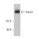 Dnmt1 Antibody (D-9) - Western Blotting - Image 360932