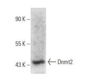 Dnmt2 Antibody (A-7) - Western Blotting - Image 358665 