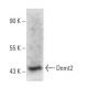 Dnmt2 Antibody (A-7) - Western Blotting - Image 358665 