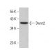 Dnmt2 Antibody (A-7) - Western Blotting - Image 385286