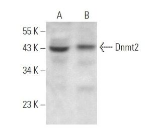 western blotting image from recommended Dnmt2 (D-9) monoclonal antibody replacement. Image 371506