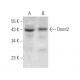 western blotting image from recommended Dnmt2 (D-9) monoclonal antibody replacement. Image 371506