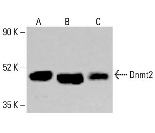 Dnmt2 Antibody (D-9) - Western Blotting - Image 414194