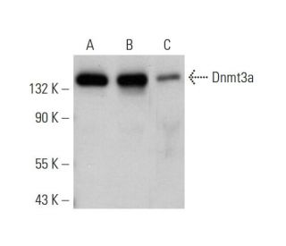 Dnmt3a Antibody (A-10): sc-373905
