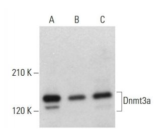 western blotting image from recommended Dnmt3a (C-12) monoclonal antibody replacement. Image 376129