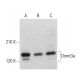 western blotting image from recommended Dnmt3a (C-12) monoclonal antibody replacement. Image 376129