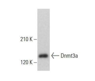 Dnmt3a Antibody (C-12) - Western Blotting - Image 376136