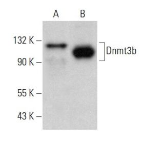 Dnmt3b Antibody (D-1) - Western Blotting - Image 379817 