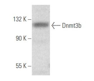 Dnmt3b抗体 (F-2) | SCBT - Santa Cruz Biotechnology