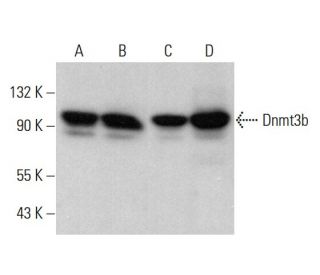 western blotting image from recommended Dnmt3b (G-9) monoclonal antibody replacement. Image 379818