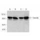 This polyclonal antibody has been discontinued. See our recommended <a href="dnmt3b-antibody-g-9">Dnmt3b (G-9)</a> monoclonal antibody (sample data shown). western blotting image from recommended Dnmt3b (G-9) monoclonal antibody replacement. Image 379818