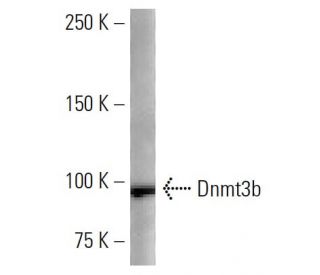 Dnmt3b Antibody (2280C3a) - Western Blotting - Image 16638 
