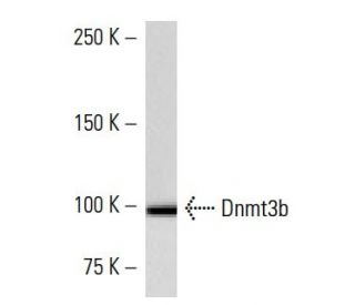 Dnmt3b Antibody (2280C3a) - Western Blotting - Image 16637