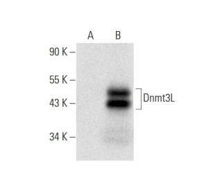 western blotting image from recommended Dnmt3L (A-4) monoclonal antibody replacement. Image 296970