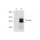 This polyclonal antibody has been discontinued. See our recommended <a href="dnmt3l-antibody-a-4">Dnmt3L (A-4)</a> monoclonal antibody (sample data shown). western blotting image from recommended Dnmt3L (A-4) monoclonal antibody replacement. Image 296970