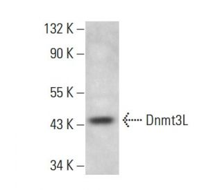 Dnmt3L Antibody (A-4) - Western Blotting - Image 376273Each CRISPR/Cas9 Knockout (KO) Plasmid product consists of a pool of 3 plasmids designed to ensure identification and cleavage of a specific gene for maximum knockout efficiency. Each plasmid encodes a unique 20 nt sequence derived from the GeCKO (v2) library.