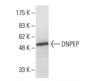 DNPEP Antibody (Q-16) - Western Blotting - Image 33863 