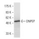 DNPEP Antibody (Q-16) - Western Blotting - Image 33863 