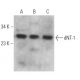 dNT-1 Antibody (C-10) - Western Blotting - Image 369380 