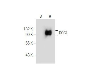 DOC1 Antibody (D-2) - Western Blotting - Image 155688 