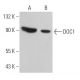 DOC1 Antibody (D-2) - Western Blotting - Image 366514