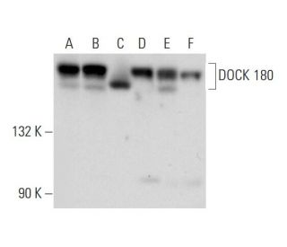 western blotting image from recommended DOCK 180 (E-2) monoclonal antibody replacement. Image 314472