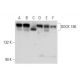 western blotting image from recommended DOCK 180 (E-2) monoclonal antibody replacement. Image 314472