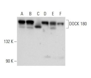 DOCK 180 Antibody (E-2) - Western Blotting - Image 314472 