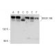 DOCK 180 Antibody (E-2) - Western Blotting - Image 314472 