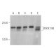 DOCK 180 Antibody (E-2) - Western Blotting - Image 372531