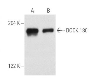 DOCK 180 Antibody (H-4) - Western Blotting - Image 3112 